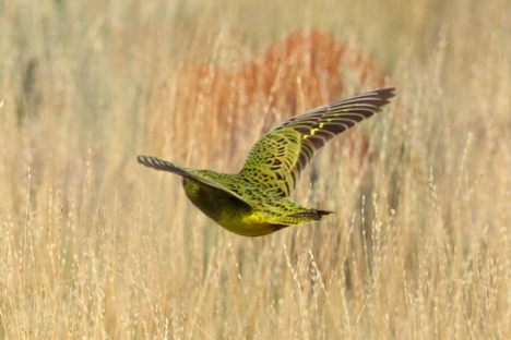 A Rare Night Parrot, Captured on Camera