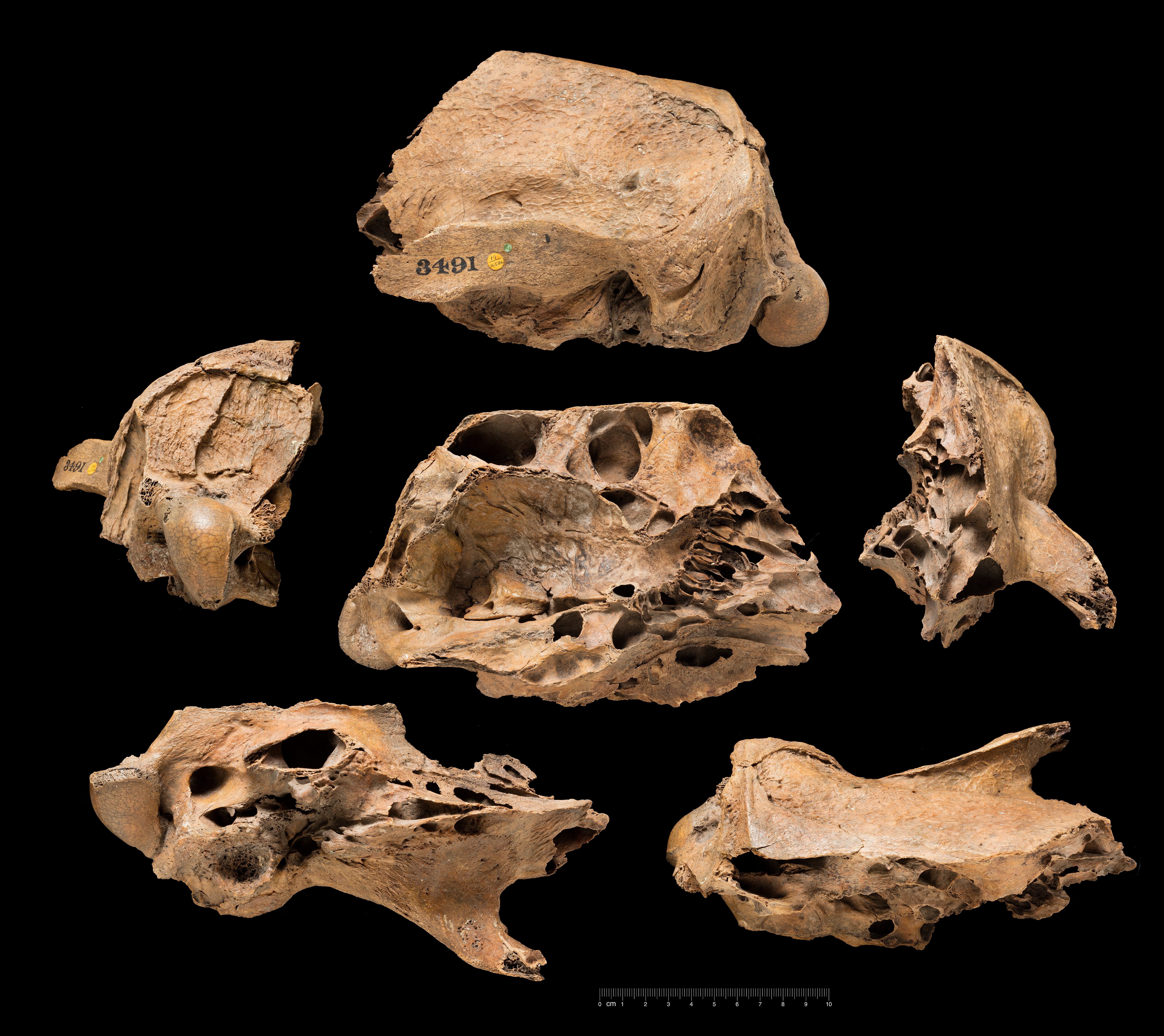 These fossils are from <em>Glossotherium</em>, a type of ground sloth.