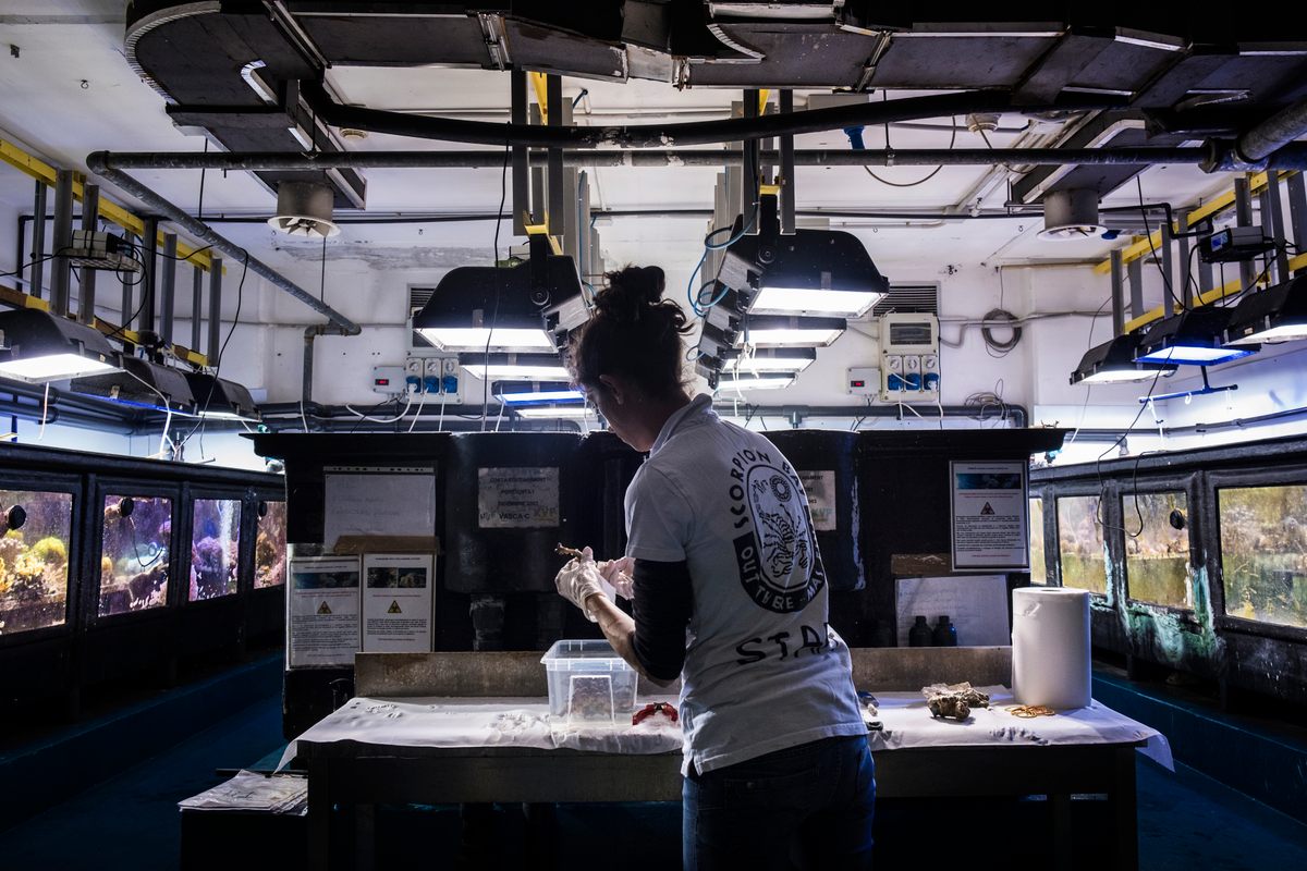 The Aquarium of Genoa raises and tests coral colonies.