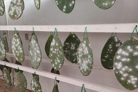 Opuntia pads growing cochineal. 