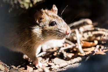A tiny, whiskered archaeologist (aka a common black rat) emerges from its nest.