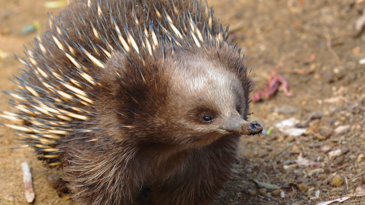 Why the Echidna is Australia's Most Delightfully Different Mammal - Atlas  Obscura