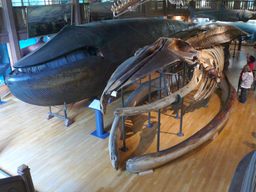 The mounted whale next to its mounted skeleton
