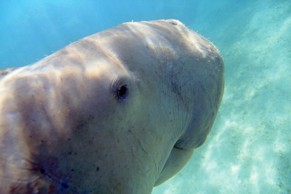 A dugong near Tanna Island in Vanuatu displays the telltale “smile.”