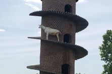 The structure became the world's tallest goat tower by accident.