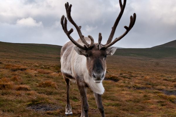 A free-ranging reindeer.