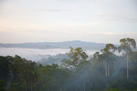 A view of a coffee forest in Ethiopia.
