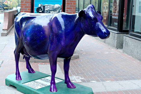 Cow along Stephen Avenue in downtown Calgary, 2007.