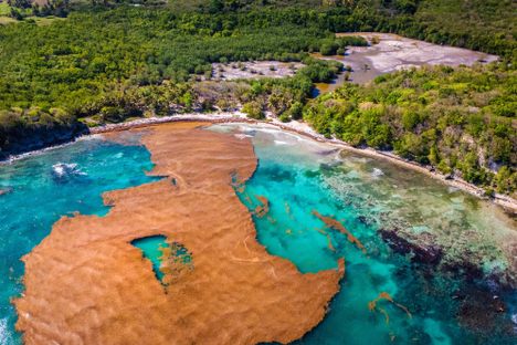 In the Caribbean's Lesser Antilles archipelago, this aerial shot from April 2015 shows sargassum seaweed creeping toward a beach on Grande-Terre, which is part of the island of Guadeloupe, one of France's overseas départements.