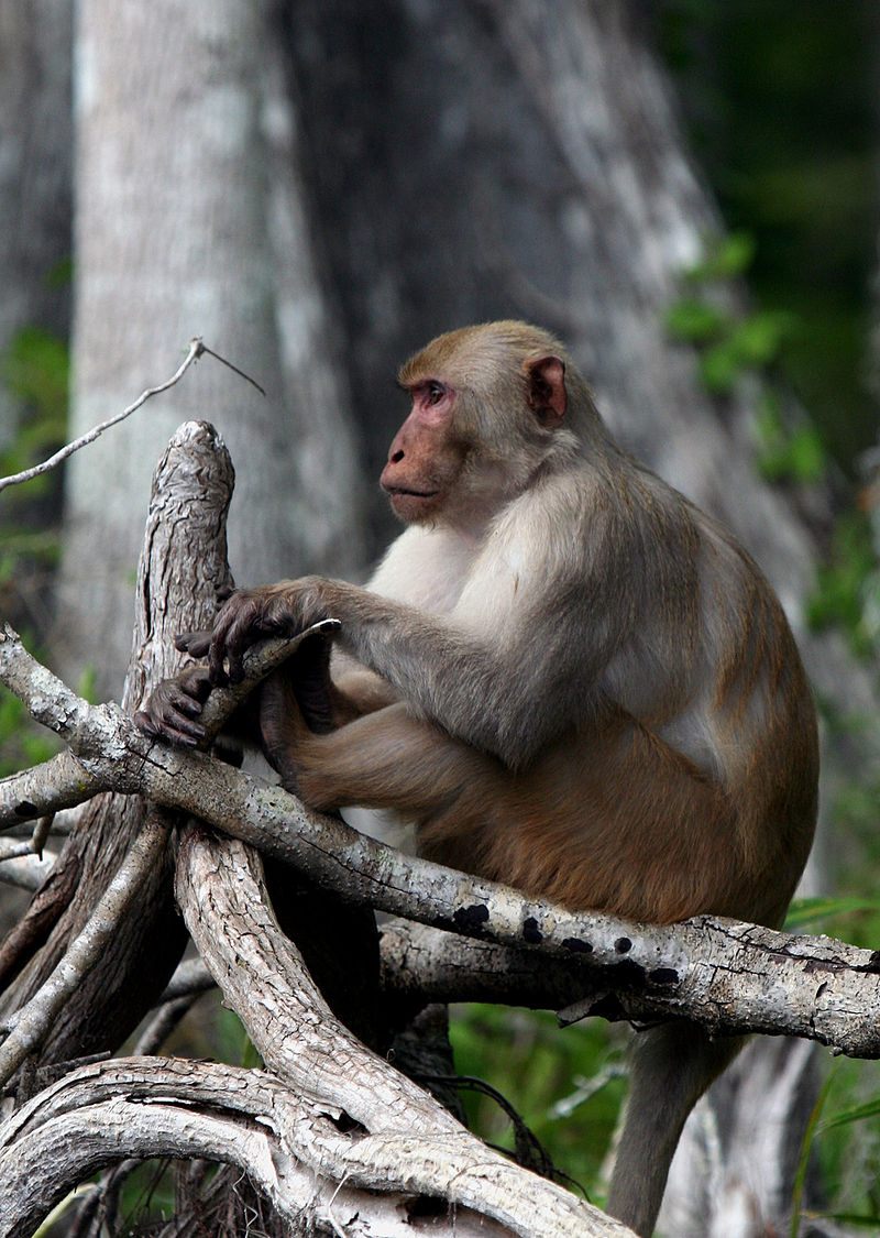 Monkey colonies have long attracted rubbernecking tourists in South Florida.