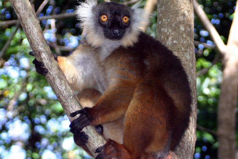 Lemurs Get High on Their Millipede Supply - Atlas Obscura