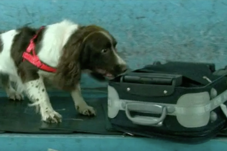 Bad Sniffer Dogs at Airport Keep Finding Only Cheese and Sausages