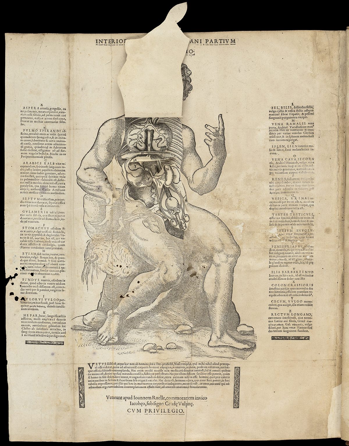 An anatomical drawing from the 1539 book <em>Interiorum corporis humani partium viva delineatio</em>.