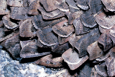 Bogong moths clustered like shingles in a granite outcrop.