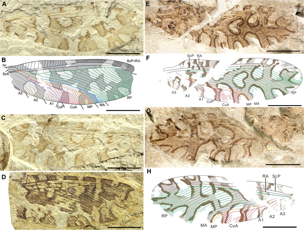 The fossil wings were strikingly well-preserved.