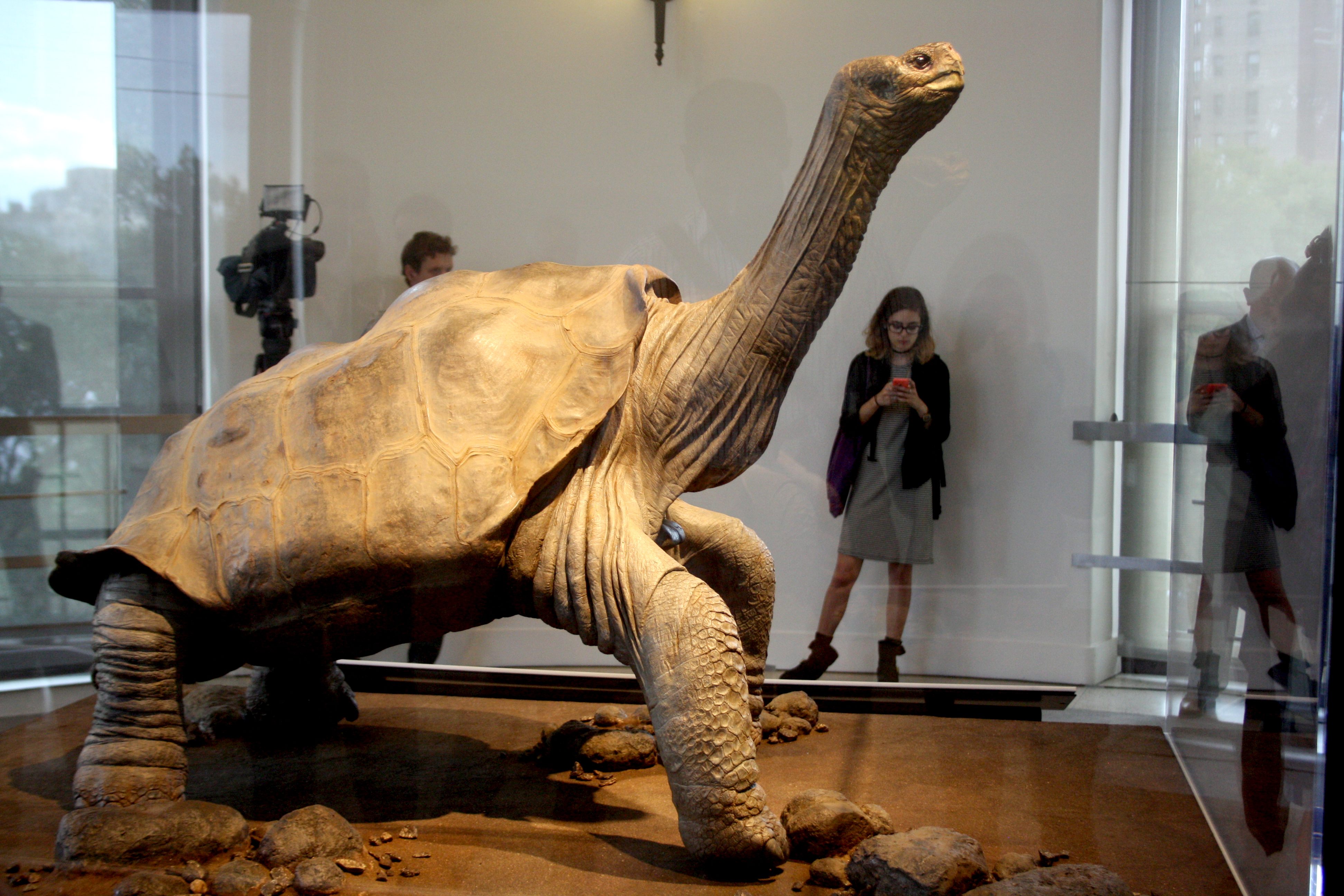 After a brief stint at the American Museum of Natural History in New York, Lonesome George returned to his longtime home in the Galápagos Islands.