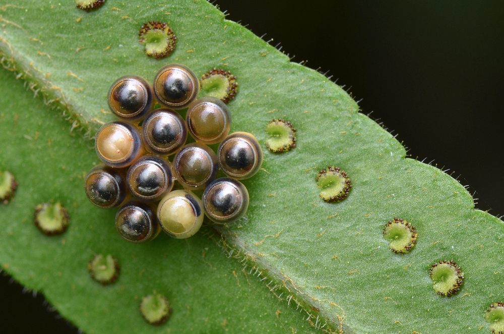 This cluster of baby bug marbles belongs to the shield bug.