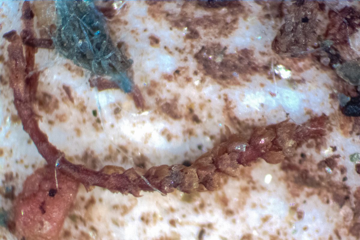 Some of the plant fragments Christ found in the Camp Century sample look as if they were alive yesterday, despite being up to a million years old.