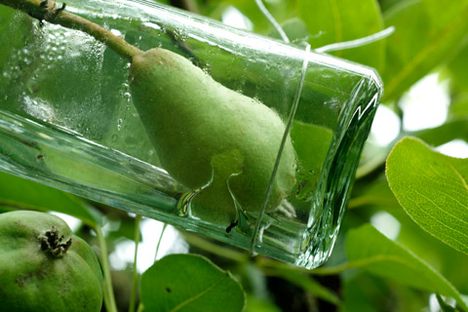 A Tree Full of Bottled Pears?!