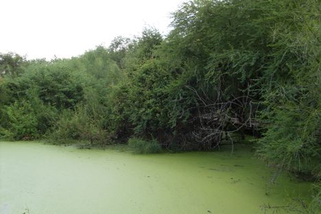  Resaca De La Palma State Park
