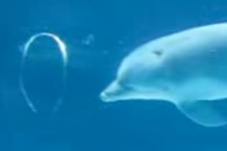 Watch Dolphins Amuse Themselves By Playing With Delicate Bubbles 
