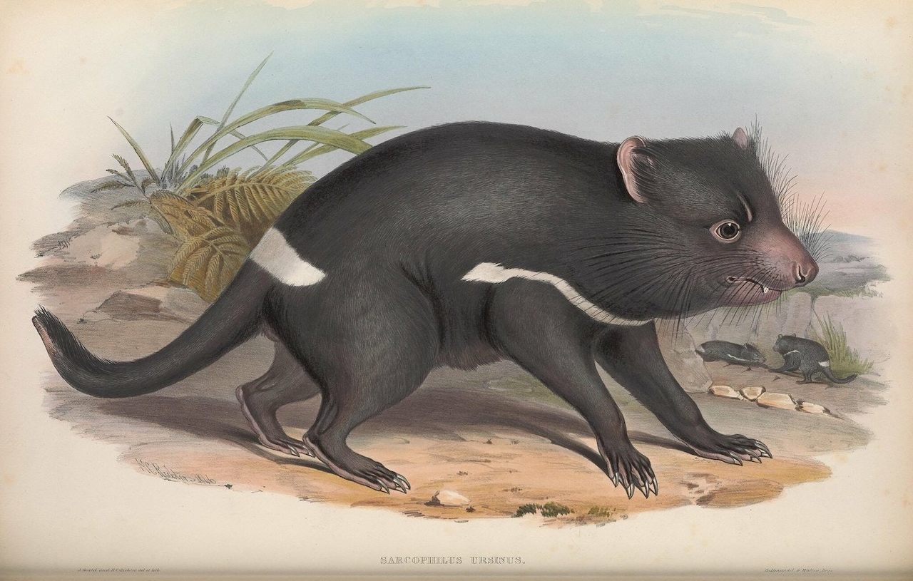 The Tasmanian devil, a talisman of Australian wildlife, was catalogued and illustrated by John and Elizabeth Gould in the mid-19th century, then rendered as a lithograph by H.C. Richter.