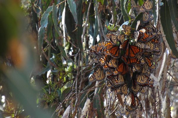 clutters of Monarchs
