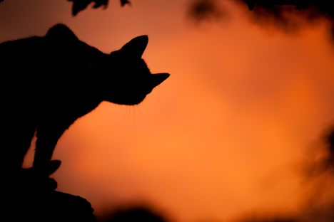 Beware the Demon Cat!
