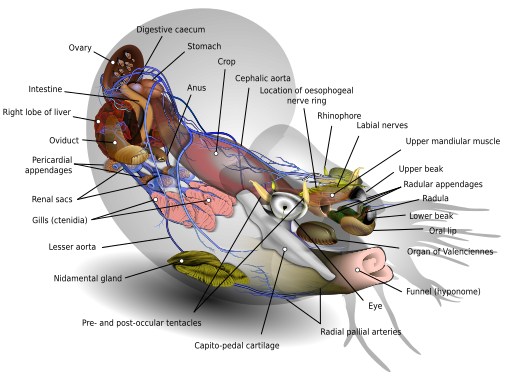 penguin heart anatomy