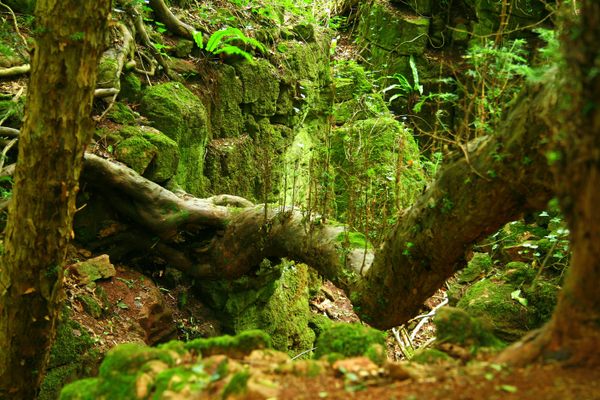 Puzzlewood