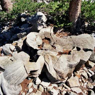 Prometheus Tree Stump