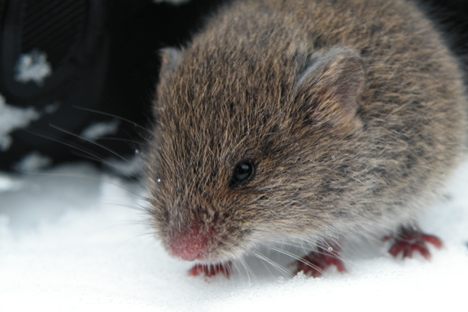 This was not the mouse. 