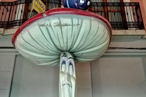 One of the mushrooms