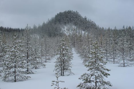 Tree Mountain