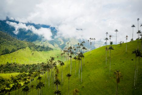 Wax Palms of Cocora Valley