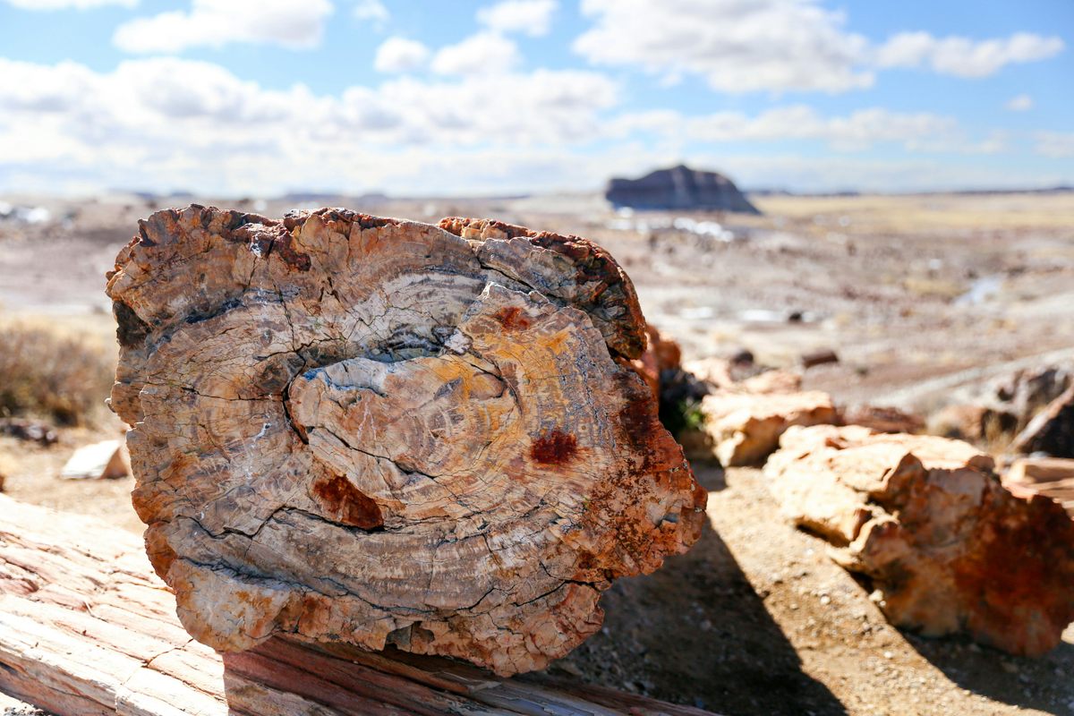 Petrified Forest National Park.