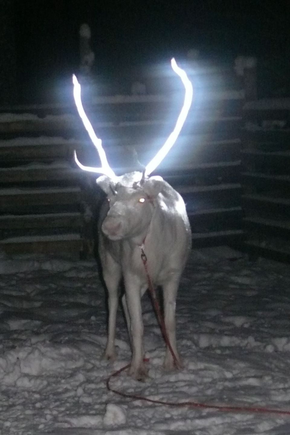 Turns out Rudolph's nose was a genetic thing. 