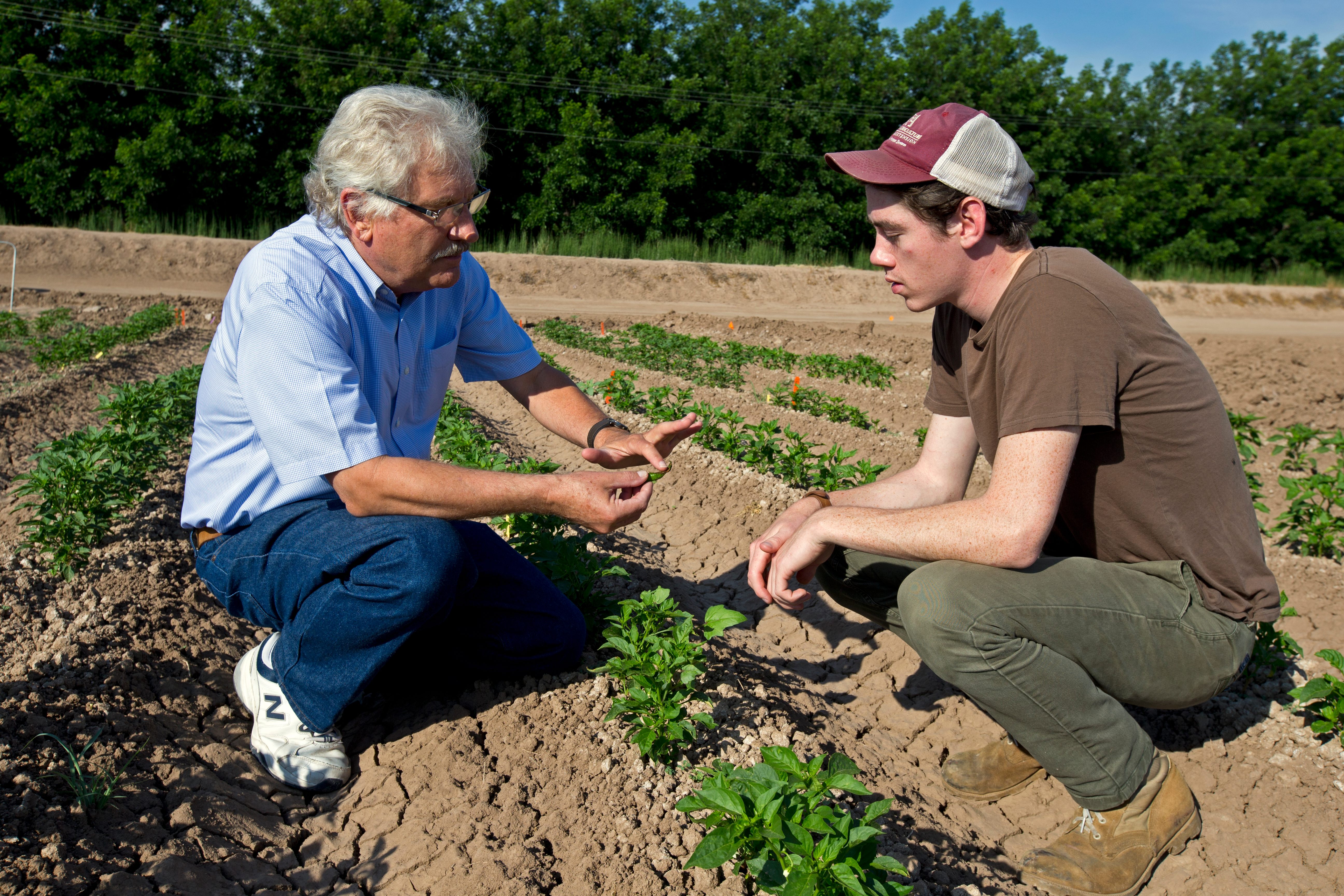 Institute director Paul Bosland, out in the field.