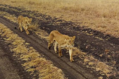 Nairobi National Park