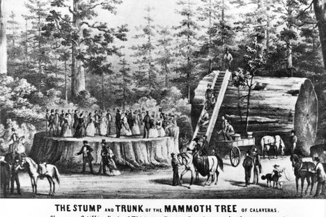 They held dances on top of the Discovery Tree's stump, among other activities. 