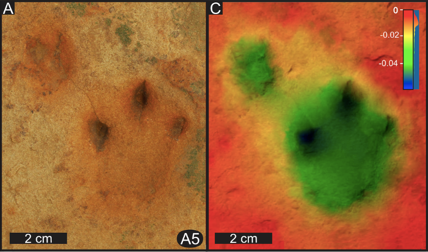 Some of the depressions—highlighted through photogrammetric analyses that made 3D scans of the prints—suggest that hefty animals were trekking along this riverbank.
