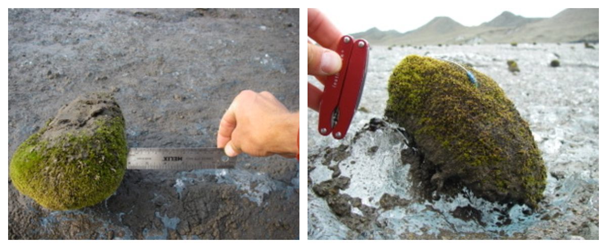 Glacier moss balls can grow up to about eight inches long before they fall apart, and can live at least six years. The one on the right was tagged with beads by researchers.