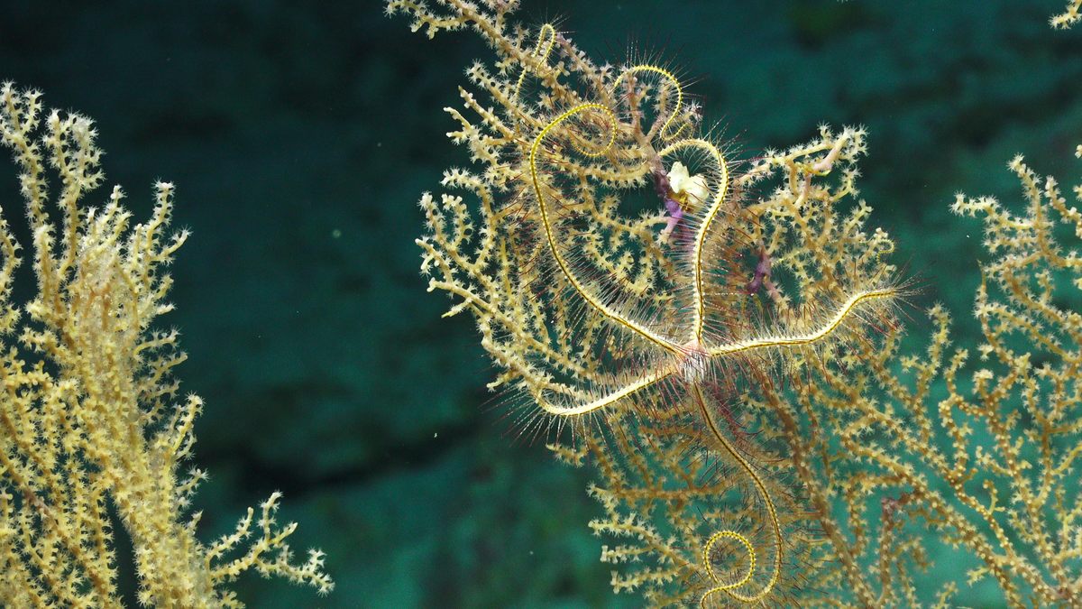 A spindly brittle star hitches onto an octocoral, so named for its eight-tentacled polyps, which deploy their appendages to feed on drifting organic material. Trawlers of the sea floor, brittle stars also cling to corals and sponges to get in on a feast. Says Bridge: “It’s a good place to sit and collect food if you’re mobile.”