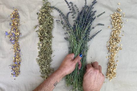 David Shorter prepares herbs from his garden to make tinctures. From left to right: blue lily flowers, calea zacatechichi, lavender, and gordolobo.