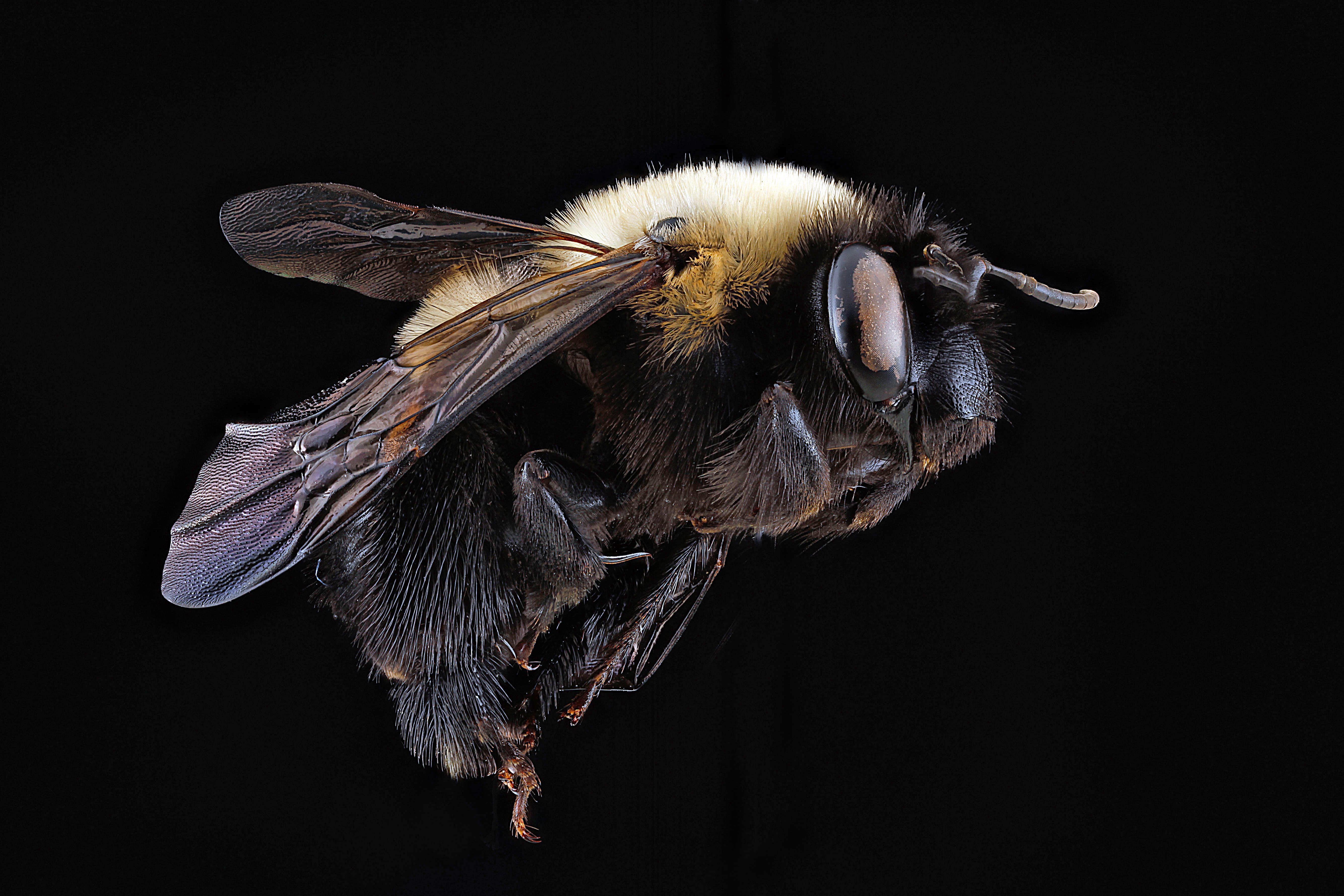 What Is It Like to Be a Bee? - Atlas Obscura