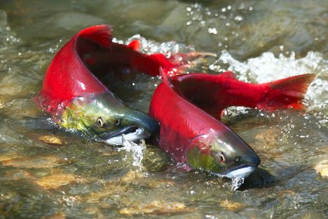These sockeyes are ready to spawn.
