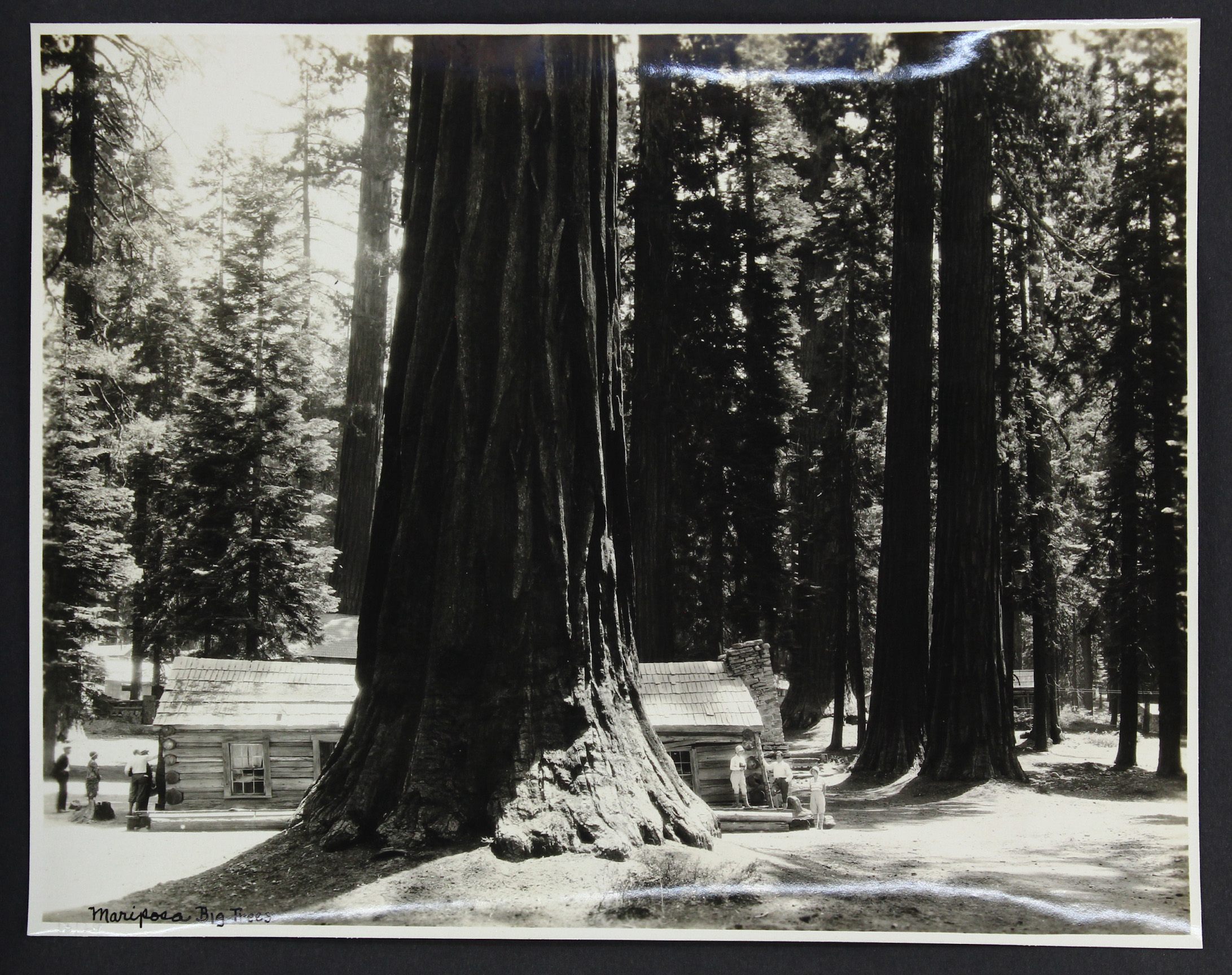 Original Vintage Photo Big Sequoia Trees Photography Old photo Photograph Snapshot Found Photograph Tiny Woman