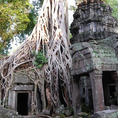Ta Prohm Temple, Angkor, Cambodia.