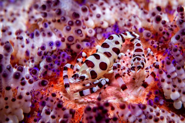 像这样的科尔曼虾(Periclimenes colemani)生活在火海胆上。这种虾通常以雄/雌成对的形式出现，雌虾体型较大，栖息在海胆上，以浮游生物、藻类和寄生虫为食。