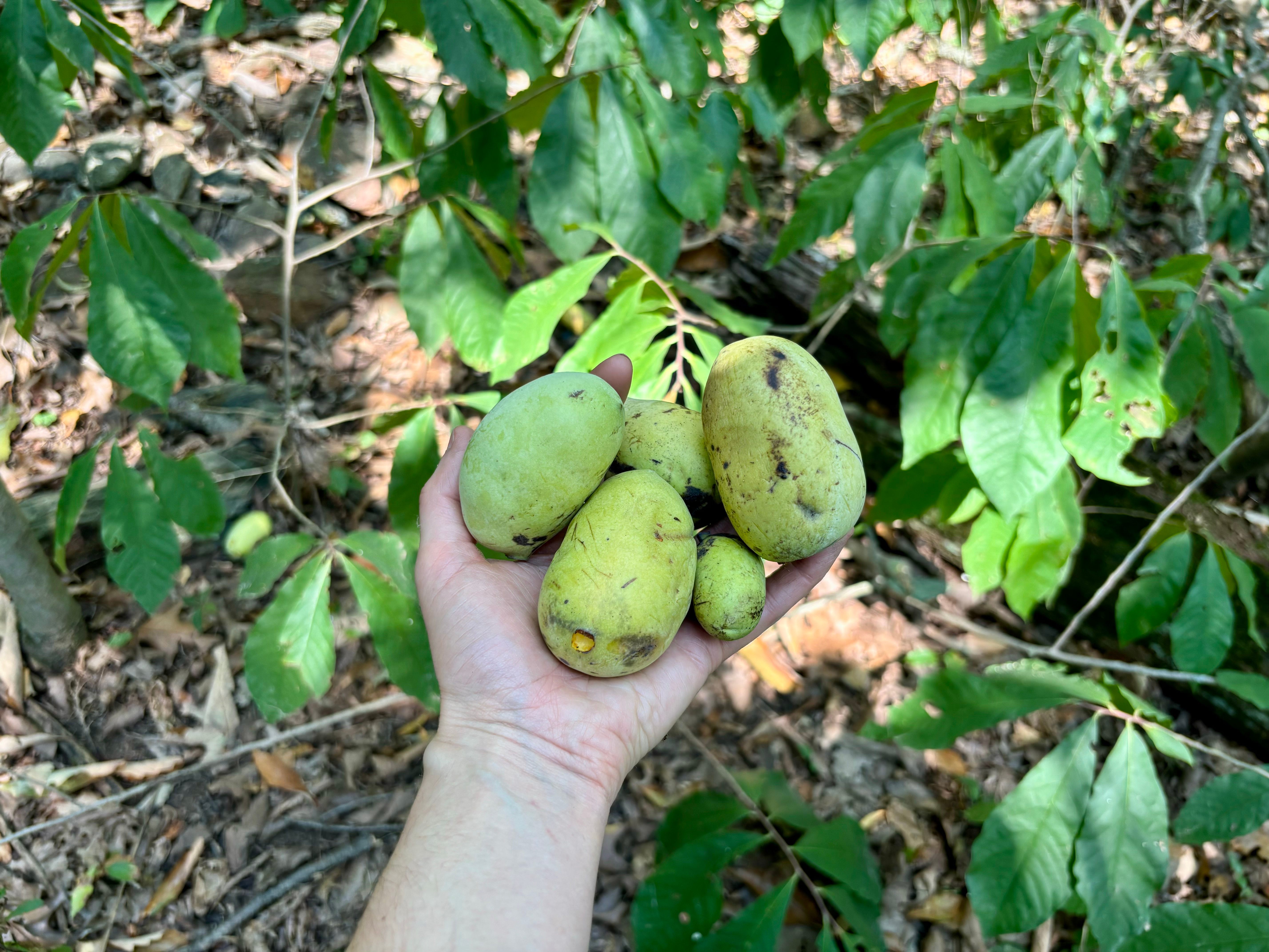 A handful of my foraged pawpaws. You can see those teardrop-shaped pawpaw leaves in the background.